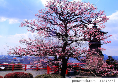Plum blossoms blooming in the Nakayama Temple (Takarazuka City) grounds Plum blossoms blooming in the Nakayama Temple (Takarazuka City) grounds 34857271