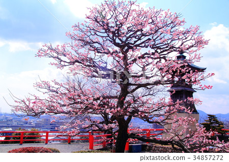 Plum blossoms blooming in the Nakayama Temple (Takarazuka City) grounds Plum blossoms blooming in the Nakayama Temple (Takarazuka City) grounds 34857272