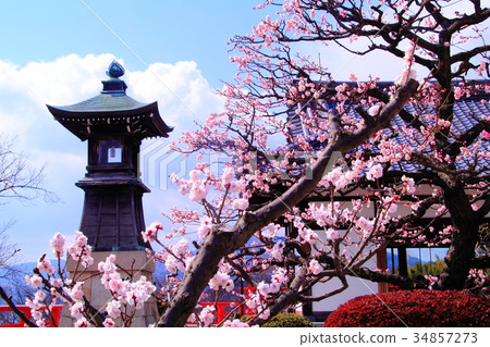 梅花盛開在中山寺（寶塚市）的土地上 34857273