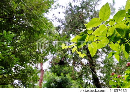 Protenor德米特里克拉默 34857683