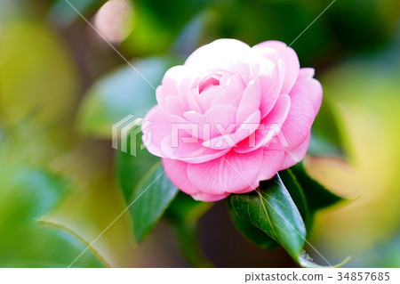 粉紅色的山茶花 34857685