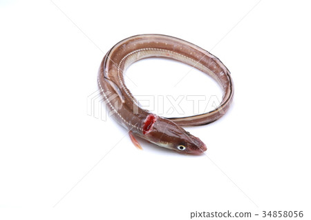 Anago ingredients Anago ingredients 34858056