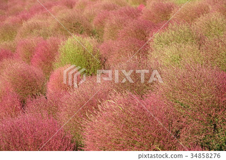 Kochia National Beach Park 34858276