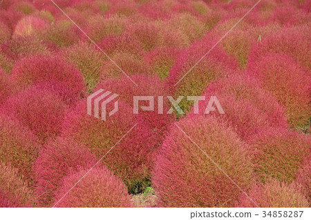 Kochia National Beach Park 34858287