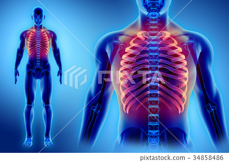 3D illustration of Ribs, medical concept. 34858486