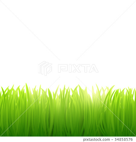 natural background of grass on white background 34858576