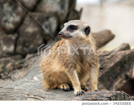 One meerkat standing on timber One meerkat standing on timber 34858868