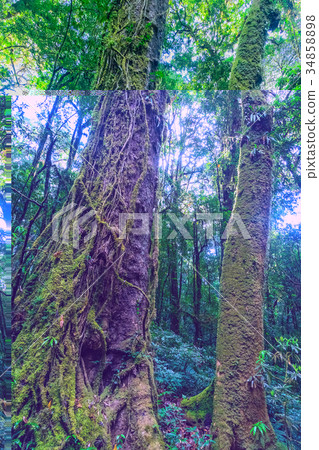Moss covered trees in the rain forest. Moss covered trees in the rain forest. 34858898