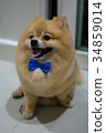 pomeranian dog cute pets short hair style in home, 34859014