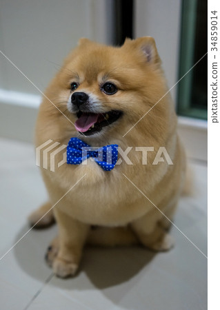 pomeranian dog cute pets short hair style in home, 34859014