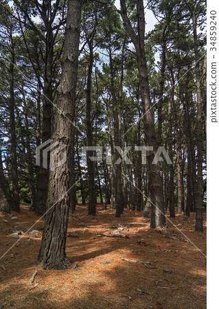 Pine forest 34859240