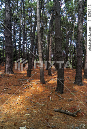 Pine forest 34859241