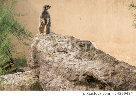 Meerkat standing on the rock Meerkat standing on the rock 34859454