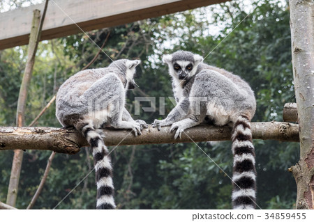 Couple of Ring-tailed Lemur on the Tree Couple of Ring-tailed Lemur on the Tree 34859455