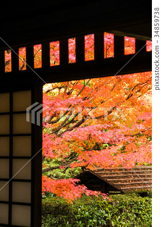 Myoshinji寺Katsurin,秋季庭院和色的葉子 Myoshinji寺Katsurin,秋季庭院和色的葉子 34859738