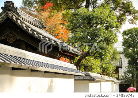 Myoshin寺廟地面，秋天風景 34859742
