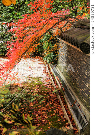 Myoshinji Daishinin,阿米達花園的一角 Myoshinji Daishinin,阿米達花園的一角 34859751
