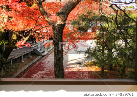 在Ninna籍寺廟/南庭院白色沙子的秋葉 在Ninna籍寺廟/南庭院白色沙子的秋葉 34859761
