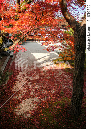 在Ninna籍寺廟/南庭院白色沙子的秋葉 在Ninna籍寺廟/南庭院白色沙子的秋葉 34859762