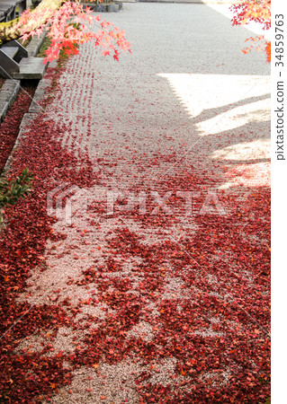 在Ninna籍寺廟/南庭院白色沙子的秋葉 在Ninna籍寺廟/南庭院白色沙子的秋葉 34859763