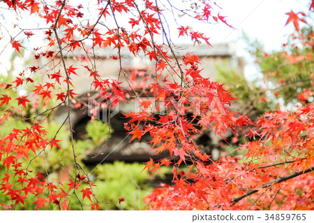 Autumn leaves, south garden and Teshimon of Ninna-ji Temple Autumn leaves, south garden and Teshimon of Ninna-ji Temple 34859765