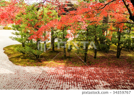 Autumn leaves on white sand of Ninna-ji Temple / south garden Autumn leaves on white sand of Ninna-ji Temple / south garden 34859767
