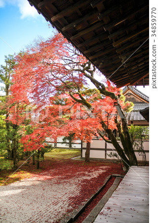 Corridor and colored leaves of Ninna-ji Temple, Hakushoin Corridor and colored leaves of Ninna-ji Temple, Hakushoin 34859770