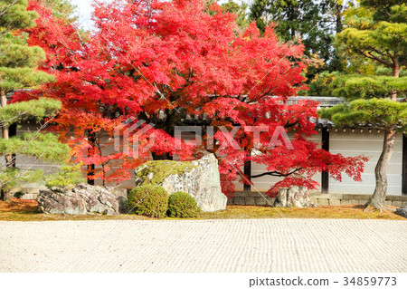 Autumn leaves of a large rose at the side of Ninna-ji Nanba and Teshimon Gate Autumn leaves of a large rose at the side of Ninna-ji Nanba and Teshimon Gate 34859773