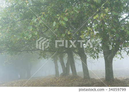 Morning in a foggy forest, traveling around Morning in a foggy forest, traveling around 34859799