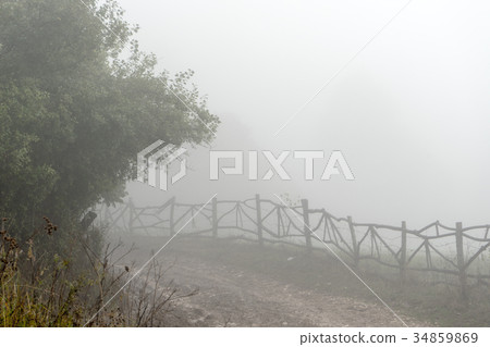 High trees along a path with a hedge High trees along a path with a hedge 34859869