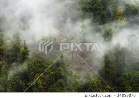 Natural view from above of trees and fog in the Natural view from above of trees and fog in the 34859876