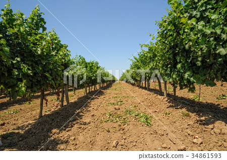 Ripe grapes in his vineyard Ripe grapes in his vineyard 34861593