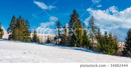row of spruce trees on a snowy hillside row of spruce trees on a snowy hillside 34862444