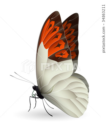 Beautiful butterfly isolated on a white background - Stock Illustration ...