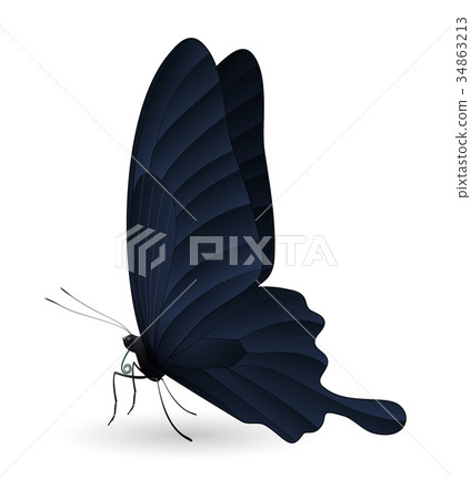 Beautiful butterfly isolated on a white background-插圖素材 [34863213 ...