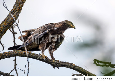 Greater spotted eagle or Clanga clanga 34863637