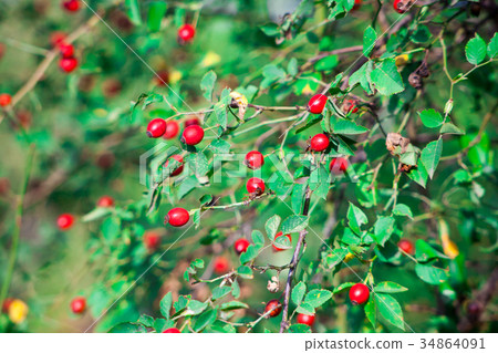 Red berry of dogrose dog-bramble in the autumn Red berry of dogrose dog-bramble in the autumn 34864091
