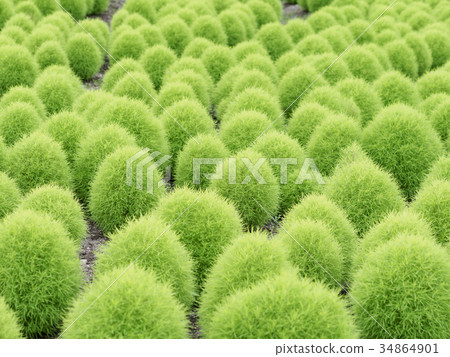 Kochia fills the ground 34864901