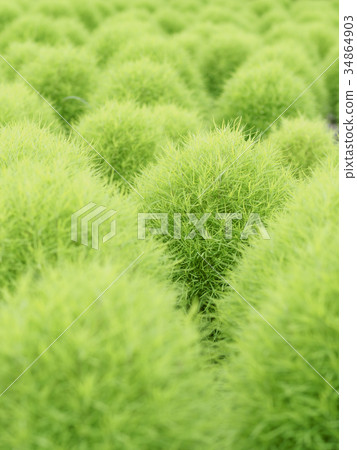 Full screen Kokia (vertical composition) 34864903