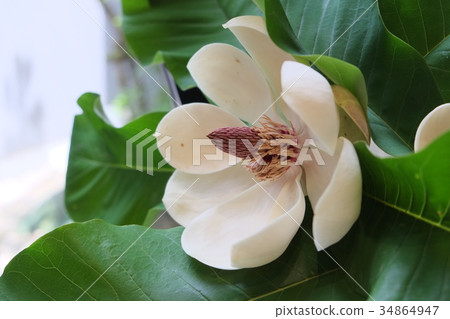 Horus tree, flower part 11 of early summer of 2016 34864947