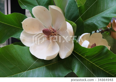 Horus tree, flower part 12 of the early summer of 2016 Horus tree, flower part 12 of the early summer of 2016 34864948