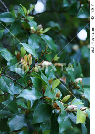 Tang species invitation spicy kalatane Ogatama flower language is "sweet temptation" 34866367