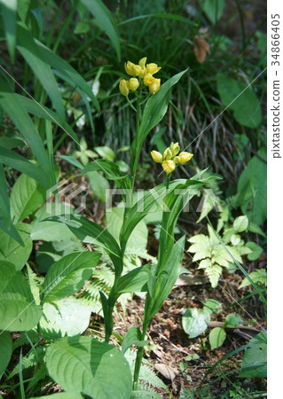 Golden Orchid Kinran Flower language is "glamorous beauty" Golden Orchid Kinran Flower language is "glamorous beauty" 34866405