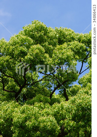 樟樹花語言是“香水” 34866413