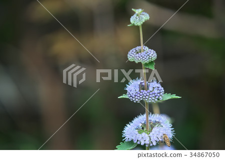 Light purple penny royal mint flower 34867050