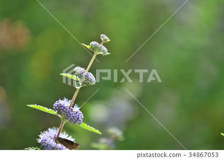 Light purple penny royal mint flower 34867053