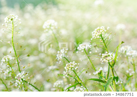 Nazuna / penpen grass 34867751