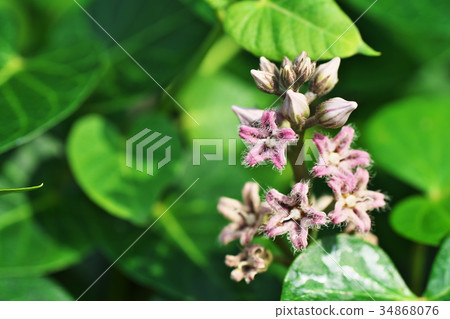 Potato flowers 34868076
