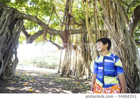 榕樹和男孩 34868261