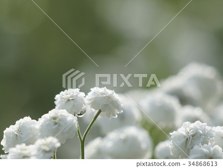 Floral light green background.Bouquet white flower 34868613